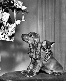 Susi - with kitten at Christmas