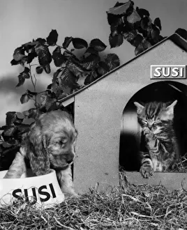 Kennel Prints: Susi - with kitten and kennel