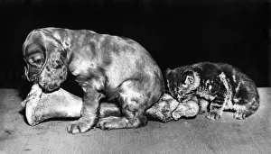 Susi - with kitten and large bone