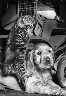 Suzy Prints: Susi - with kitten and milk bottle