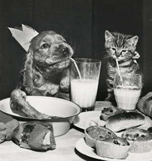 Images Dated 18th March 2016: Susi - with kitten and party food