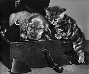 Susi - with kitten on record player