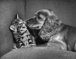 Susi - with kitten on sofa