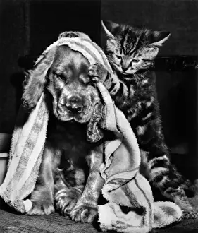 Susi - with kitten and towel
