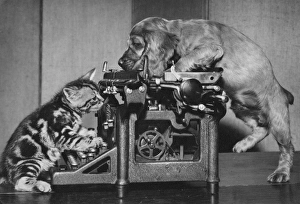 Images Dated 18th March 2016: Susi - with kitten and typewriter