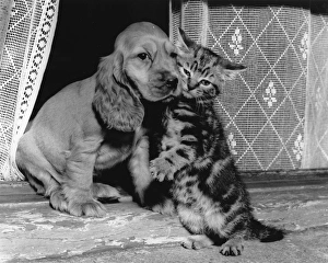 Images Dated 18th March 2016: Susi - with kitten in window