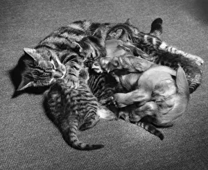 Curled Prints: Susi - with kittens and mother cat