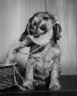 Images Dated 18th March 2016: Susi - with knitting