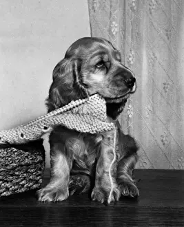 Susi - with knitting on a needle