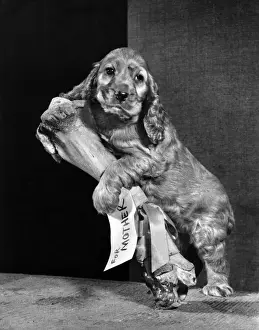 Susi - with large bone, For Mother