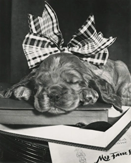 Susi - in a large ribbon