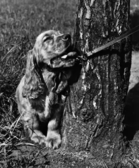 Walkies Prints: Susi - on lead, by tree trunk