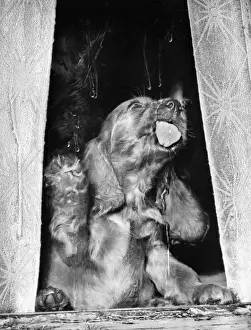 Susi - licking a window