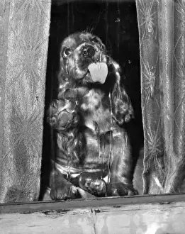 Susi - licking a window