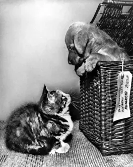 Susi - looking out of a basket at a kitten