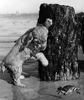 Images Dated 18th March 2016: Susi - looking at a crab on the beach