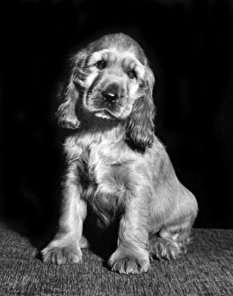 Images Dated 20th June 2016: Susi - looking cute