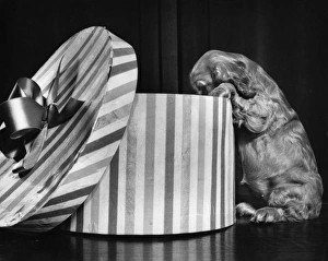 Images Dated 18th March 2016: Susi - looking inside hatbox