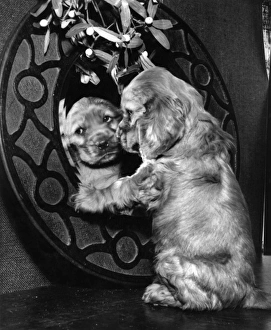Images Dated 20th June 2016: Susi - looking in the mirror