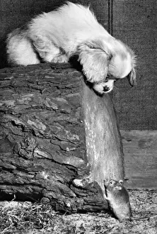 Suzy Prints: Susi - looking down at a mouse