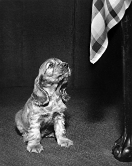 Images Dated 20th June 2016: Susi - looking up at the tablecloth