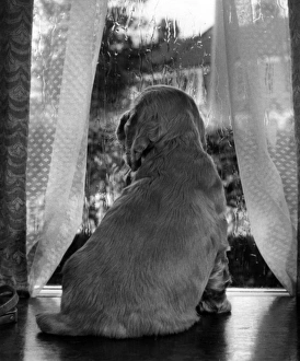 Images Dated 22nd March 2016: Susi - looking through a window
