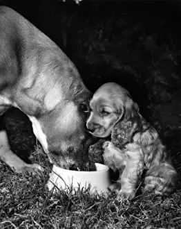 Bigger Prints: Susi - losing her dinner to a much bigger dog