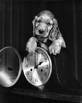 Images Dated 18th March 2016: Susi - with a mantel clock