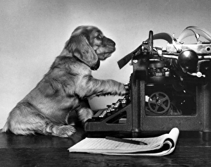 Images Dated 21st June 2016: Susi - with manual typewriter