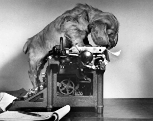 Images Dated 21st June 2016: Susi - with manual typewriter