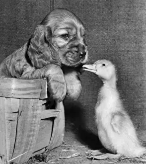 Susi - meeting a duckling