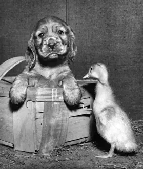 Duckling Prints: Susi - meeting a duckling
