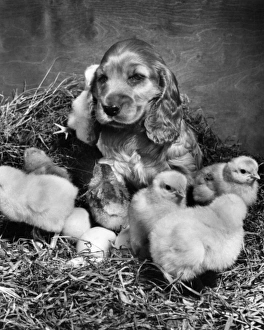 Images Dated 21st March 2016: Susi - with newly hatched chicks