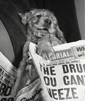 Pictorial Prints: Susi - with newspaper