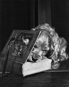 Images Dated 18th March 2016: Susi - opening a book
