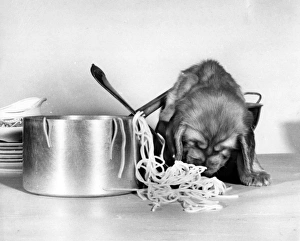 Images Dated 20th June 2016: Susi - with pan of spaghetti