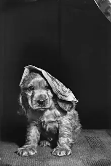 Susi Prints: Susi - with a pancake on her head