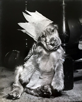 Images Dated 11th September 2015: Susi - in a paper Christmas hat