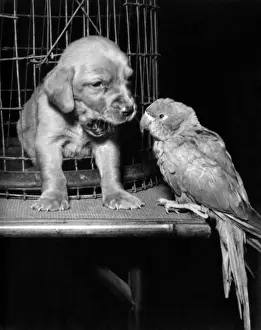 Susi - with parrot