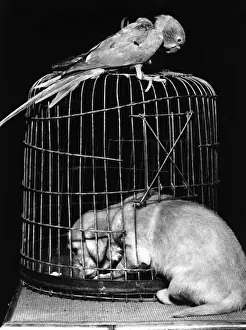 Parrots Prints: Susi - with parrot and cage