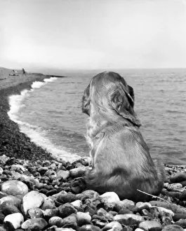 Suzy Prints: Susi - on a pebbly beach