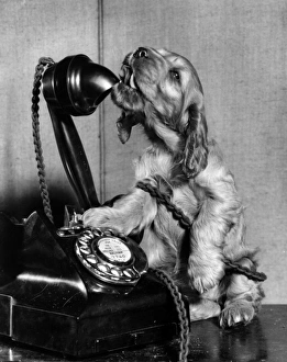 Images Dated 21st June 2016: Susi - on the phone