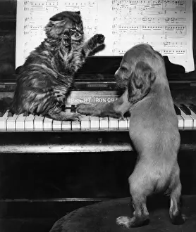 Susi - piano duet with kitten