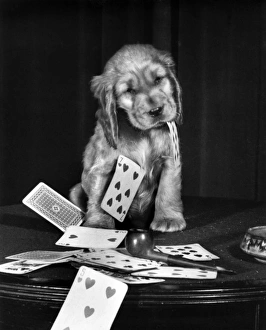 Images Dated 18th March 2016: Susi - with pipe and playing cards
