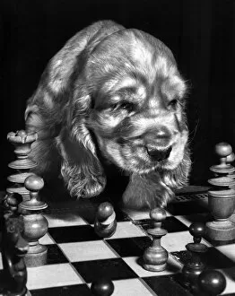 Chessboard Gallery: Susi - playing chess