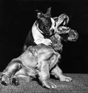 Bulldogs Prints: Susi - playing games with a French bulldog