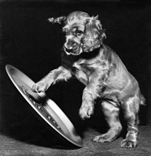 Images Dated 21st June 2016: Susi - playing with a metal tray