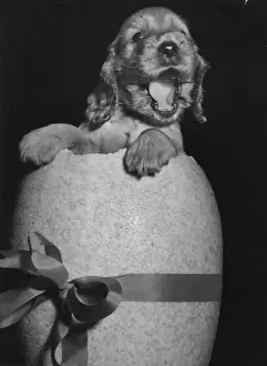 Susi - popping out of an Easter egg