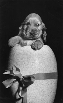 Images Dated 18th March 2016: Susi - popping out of an Easter egg