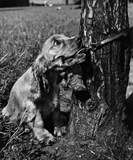 Susi - pulling on lead, by tree trunk